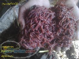 خریدوفروش ورمی کمپوست