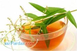 خرید و فروش برگ و نهال به لیمو با کیفیت بالا