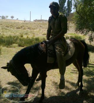 فروش کره اسب2ساله