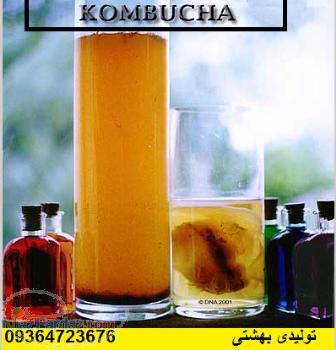 فروش ویژه قارچ کامبوجا و کفیردر تهران(وسراسر کشور)