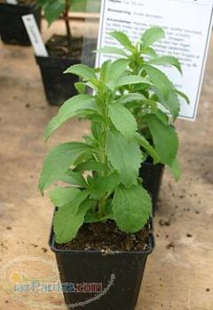 فروش استثنایی استویا ( بذر - کشت بافت )