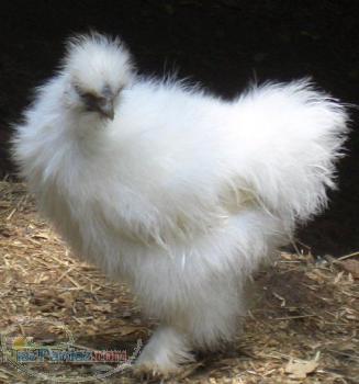 فروش جوجه جهادی