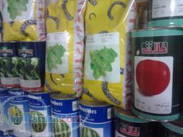 فروش بذر اسفناج