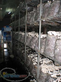 شرکت قارچ شلتوک طلایی