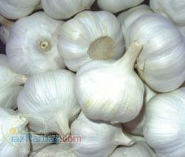 سیر تازه همدان