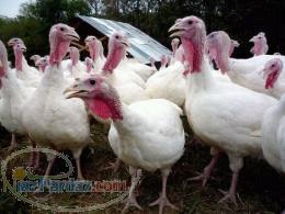 جوجه بوقلمون پرورشي