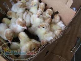 فروش جوجه بوقلمون نژاد بی یو تی BUT