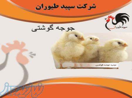 فروش جوجه گوشتی راس و جوجه گوشتی پلاس ارسال به سراسر کشور