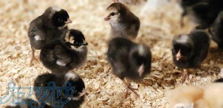 فروش جوجه 1روزه بلک استار اصل