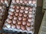 09121986651  فروش عمده تخم خوراکی بومی محلی