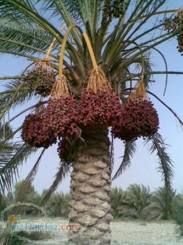 فروش خرمای بم