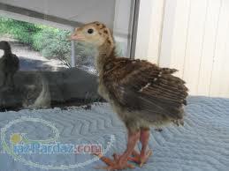 فروش جوجه مرغ تخمگذار