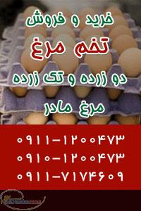 خرید و فروش تخم مرغ تک زرده و دو زرده مرغ مادر