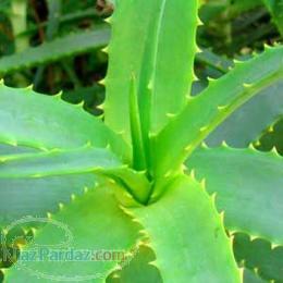 پودر الو ئه ورا