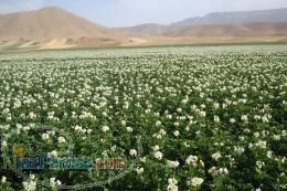 فروش سیب زمینی بذری و خوراکی