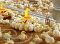 اجبار مرغ به غذاخوردن؟پس اشتهای واقعی مرغ کجاست؟