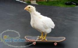 آیا شما به مرغداری خود چه نمره ای را خواهید داد؟