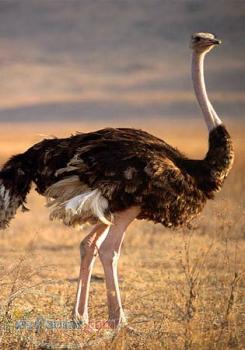 خريد و فروش شترمرغ