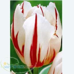 فروش انواع پیاز لاله و سنبل(خاک و گلدان لاله)