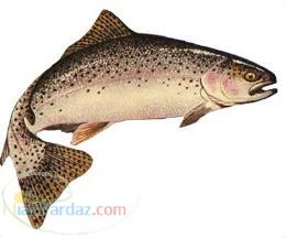 فروش تخم چشم زده قزل آلای خارجی و بچه ماهی خارجی