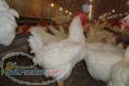 خرید و فروش کود مرغی