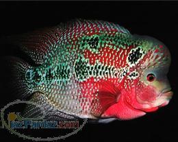 فروش عمده و جزئی فلاور اصیل در شیراز و ارسال به شهرستان ها