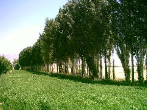 فروش زمین کشاورزی در زنجان