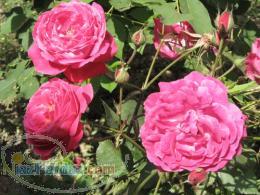 قلمه ریشه دار گل محمدی