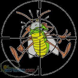 سمپاشی منازل