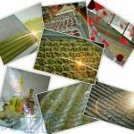 باقلوا استانبولی