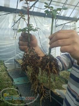 فروش پایه و قلمه رز هلندی