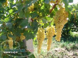 باغ انگور فروشی فوری