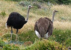 فروش شترمرغ پرواری