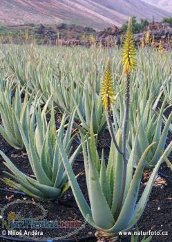 فروش برگ وگیاه مادر آلوئه ورا