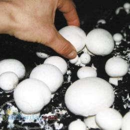 کمپوست آماده قارچ دکمه ای وصدفی با کیفیت بسیار بالا