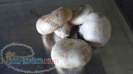 فروش تجهیزات سالن پرورش قارچ به صورت کامل