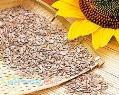 فروش عمده تخمه آفتابگردان خوی _بدون واسطه