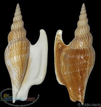 فروش یک کلکسیون صدف و حلزون