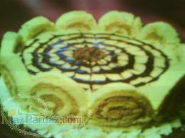 سفارش كيك شيريني دسر سفره آرايي(حتي در محل)