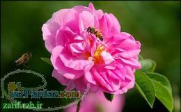 فروش نهال و پاجوش گل محمدی