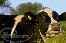 فروش تلیسه ابستن