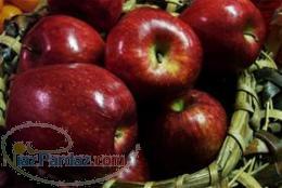 خرید و فروش سیب درختی