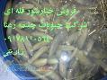 فروش خیار شور خیارشور سوپر ویژه خیار شور ویژه خیارشور ممتاز