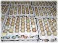 تخم نطفه دار قرقاول جامبو آمریکایی (خالص)