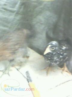 فروش مرغ و جوجه مرغ محلی( بومی) کازرون