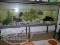 فروش آکواریوم آب شیرین با کلیه تجهیزات و ماهی های آن به دلیل جابجایی 