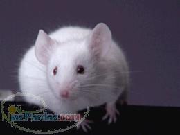 فروش رت استريل جهت انجام مطالعات تشريح و پروژه هاي تحقيقاتي 