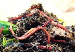 فروش كرم و كود ورمي كومپوست دوستان 