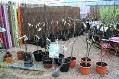 نهال فروشی نهالستان پارس در مشهد