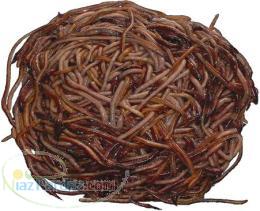 فروش ورمی کمپوست و کرم خاکی آیزینیا فتیدا